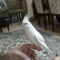 عروس هلندی گمشده