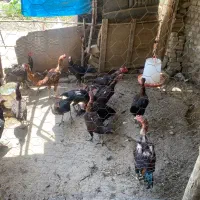 مرغ و خروس لاری
