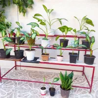 ویترین ۵ملیون وگل دیفین باخیا