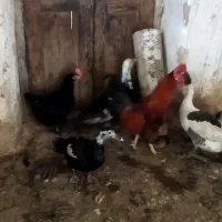 مرغ‌وخروس‌و سیکا