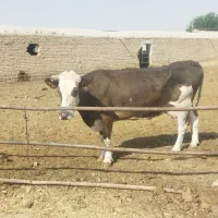 گاو سیمنتال