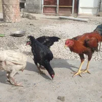 تخم مرغ لاری افغان خون خالص تاج مهر نطفه دار