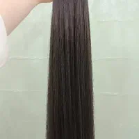 کش دم اسبی