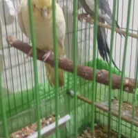 عروس پاریس یاهلندی نرماده