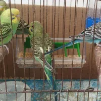 دو جفت مرغ عشق بالغ