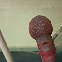 اروانا،چانا،فلاور