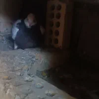 کبوتر طوقی