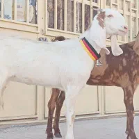 بزغاله ماده پاکستانی ( قوچ گاو گوسفند بره بز میش