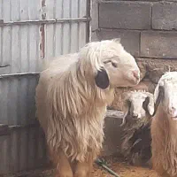 بره پروار