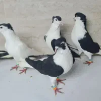 کبوتر ساده کاکلی و ساده و راست