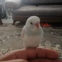 دوتا جوجه مرغ عشق نر