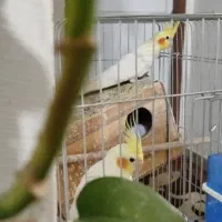 عروس هلندی