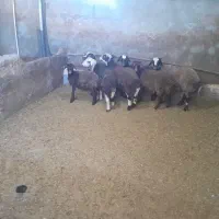 هفت عدد گوسفند شیش تا نر یکی ماده
