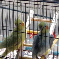 عروس هلندی جفت