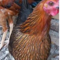 مرغ جوان نژاد دار