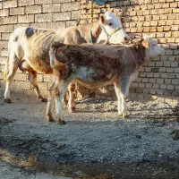 گاو گوساله سیمینتال جرسی