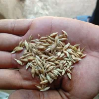 جو واکسیما درجه یک