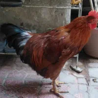 خروس رسمی زرندیه حسین آباد