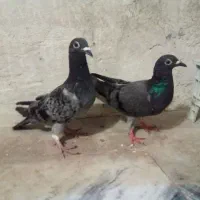 کبوتر