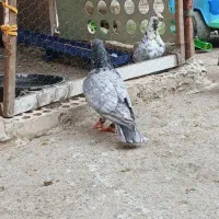 نر سار شکلاتی ضمانتی