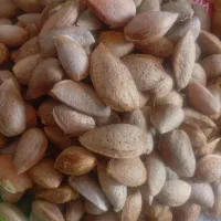 بادام درشت و دو قلو