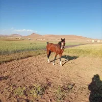 اسب دره شوری 2 کره سالار2