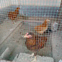 مرغ|حیوانات مزرعه|قشم, |دیوار