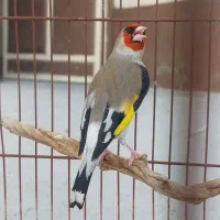 سهره نر و ماده