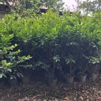 یاس|عمده‌فروشی|کلاچای, |دیوار