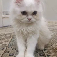 گربه پرشین عروسکی ماده ۳ ماهه