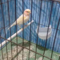 قناری موزایکی