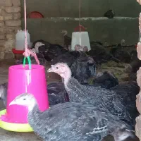 ، جوجه بوغلمون 3 ونیم ماهه ، برنز امریکا سینه پهن