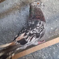 کبوتر صرب سیاه نر وپرشی نر