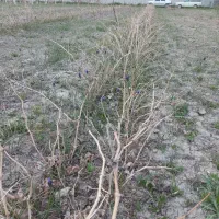 فروش نهال انگور سفید وقرمز کشمشی محدود