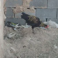 جوجه خروس