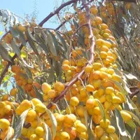 فروش نهال سنجد حاج حسن در اقساط چندماه و چک معتبر