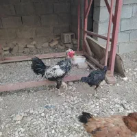 خروس