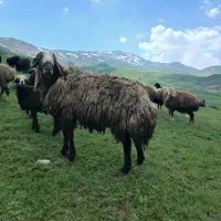 قوچ|حیوانات مزرعه|نیر (اردبیل), |دیوار