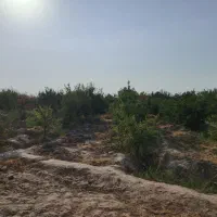 باغ-1900-متری