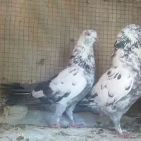 کبوتر نروماده فوق پرش و میلو بازی دار