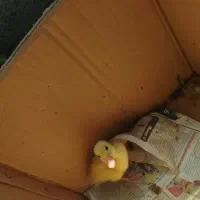 جوجه اردک