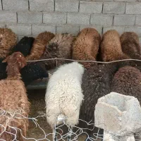 بره کشتاری نژاد دار درجه 1کم دنبه  بند دار