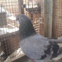 یک جفت کبوتر خرقه درجه یک