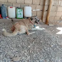 سگ نر سرابی