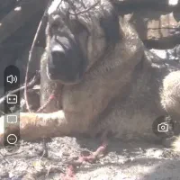 سگ پژدر اصیل شش دانگ