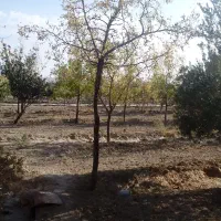 زمین-کشاورزی-حاشیه-جاده-رچ