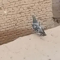 مگس|پرنده|ریگ ملک, |دیوار