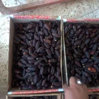 فروش عمده ی خرمای ربی دلگان