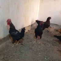 خروس جوان و مرغ گیر