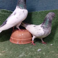 کبوتر|پرنده|قشم, |دیوار